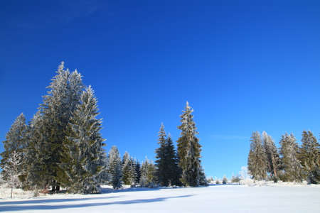Forest in winter, blue sky in backgroundの写真素材
