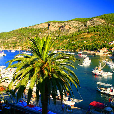 Palm, Town Komiza on Island Vis, Croatiaの写真素材