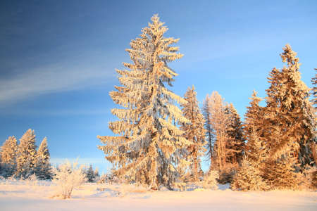 Winter snowy landscape in forestの写真素材