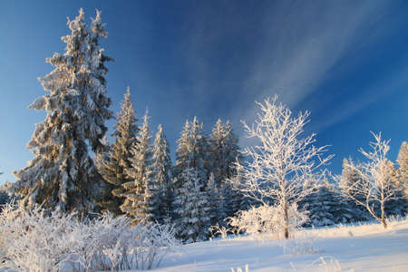 Winter snowy landscape in forestの写真素材