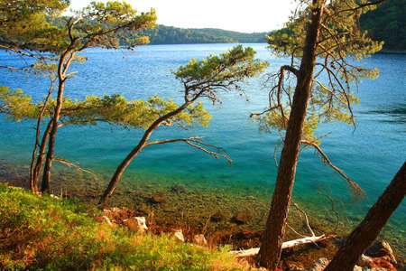 Mediterranean landscape, wild beach in pine forest, Island Mljet, Croatiaの写真素材