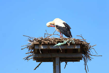 White stork on the nestの写真素材