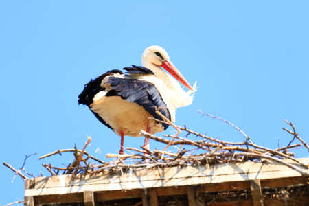 White stork on the nestの写真素材