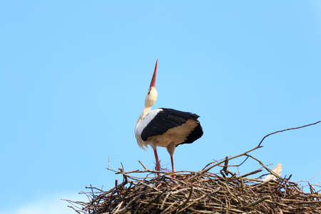 White stork on the nestの写真素材