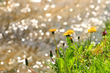 Dandelions with bokeh backgroundの写真素材