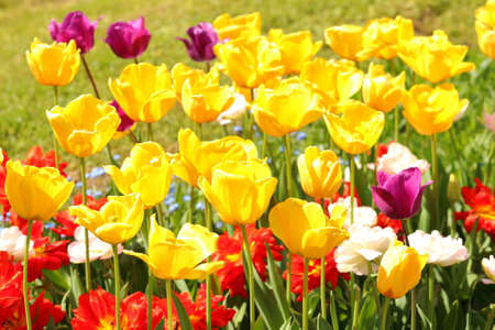 Colorful tulips in Botanical garden, Zagreb, Croatiaの写真素材