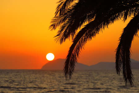 Summer sunset, exotic scene with palm silhouettes and sun on horizon, Island Lokrum near Dubrovnik, Croatiaの写真素材