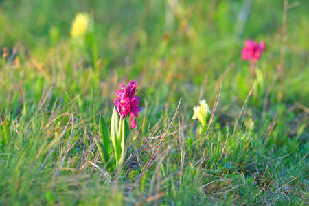 Hyacinth flowers on meadow in spring