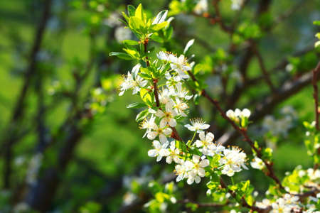 Plum tree blossomの写真素材