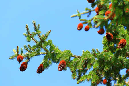 Cones on branch of spruce tree, blue sky in backgroundの写真素材