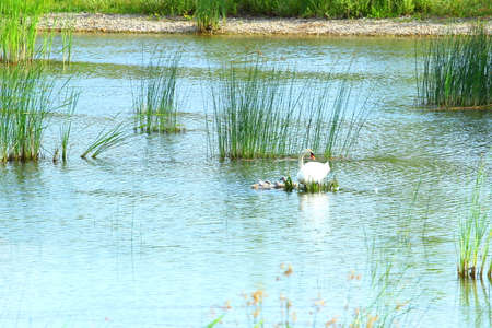 Swan and cygnets on lakeの写真素材