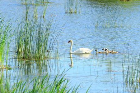 Swan and cygnets on lakeの写真素材