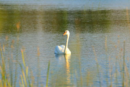 Swan on lake at sunsetの写真素材