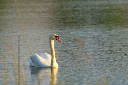 Swan on lake at sunsetの写真素材