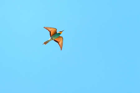 European bee-eaters in flightの写真素材
