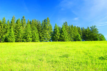 Beutiful landscape with green meadow and forest and blue skyの写真素材