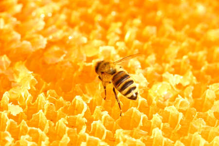 Honeybee on honeycombの写真素材