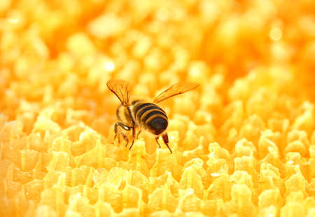 Honeybee on honeycombの写真素材