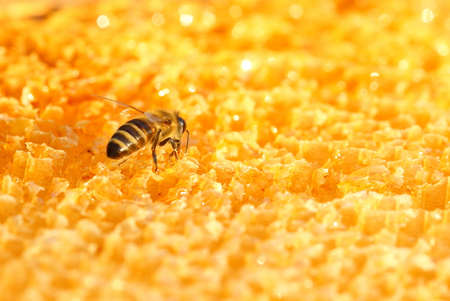 Honeybee working on honeycomb