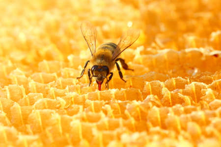 Honeybeeの写真素材