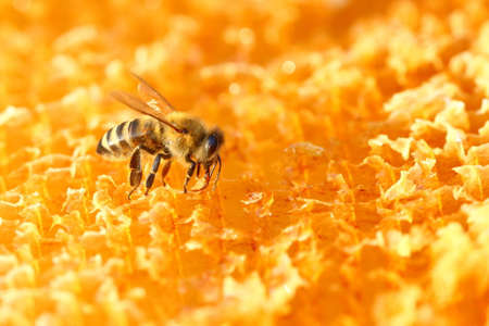 Honeybee on honeycombの写真素材