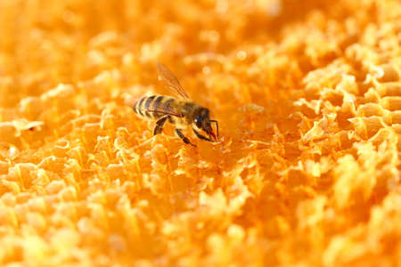 Bee worker on honeycombの写真素材