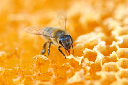 Honeybeeの写真素材