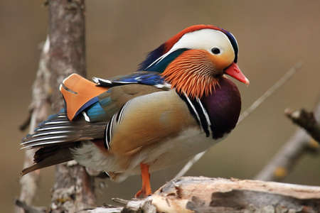 Mandarin duck on branch treeの写真素材