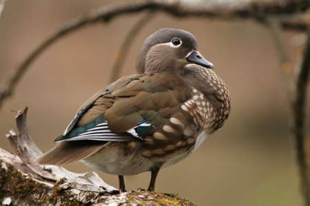 Mandarin duck female on branch treeの写真素材