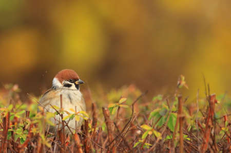 Eurasian tree sparrow on bush in gardenの写真素材