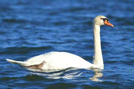 Swan on the lakeの写真素材