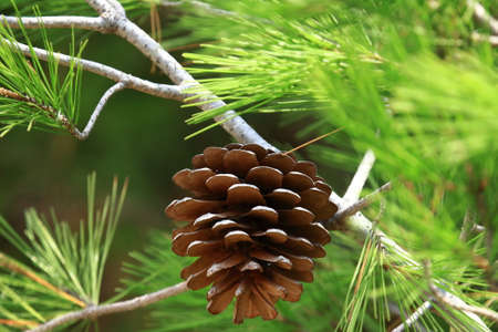 Pine cone on tree, macro shotの写真素材