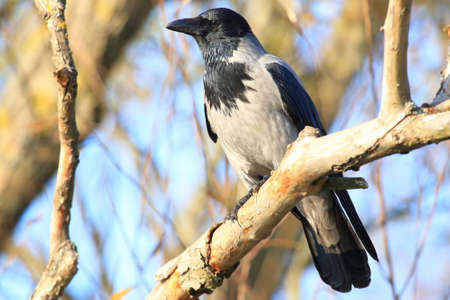 Hooded crow sitting on the branch in parkの写真素材