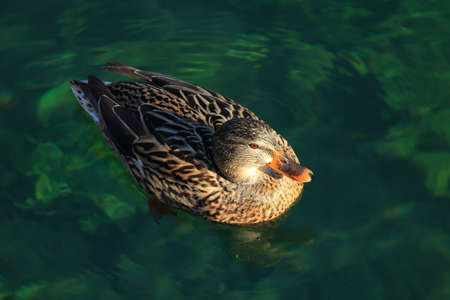 Mallard duck female on the clear fresh waterの写真素材