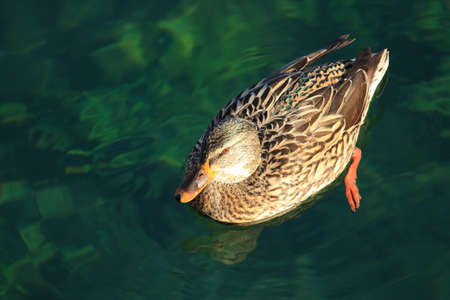 Mallard duck female on the clear fresh waterの写真素材