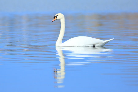 Swan on the lake; beautiful elegant bird in natural habitatの写真素材