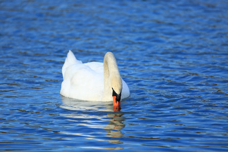 Swan on the lake; beautiful elegant bird in natural habitatの写真素材