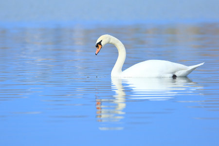 Swan on the lake; beautiful elegant bird in natural habitatの写真素材