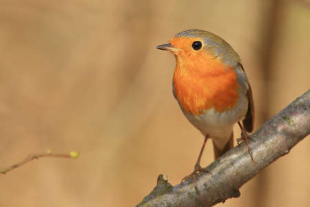 Cute little bird, European robinの写真素材