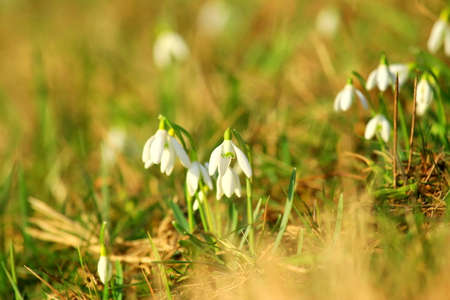 Snowdrops on meadow in springtimeの写真素材