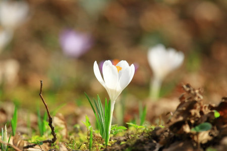 White crocus flowers, spring flowering plants on meadowの写真素材