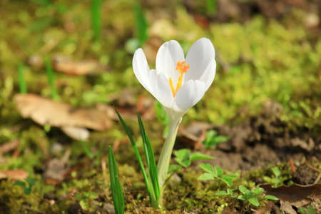White crocus flowers, spring flowering plants on meadowの写真素材
