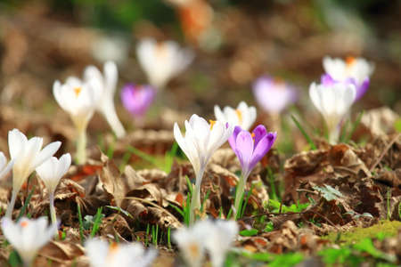 Crocus flowers, spring flowering plants on meadowの写真素材