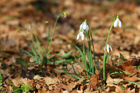 Snowdrops flowers, sunny spring day in forestの写真素材