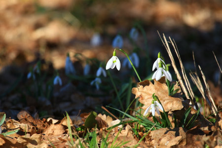 Snowdrops flowers, sunny spring day in forestの写真素材