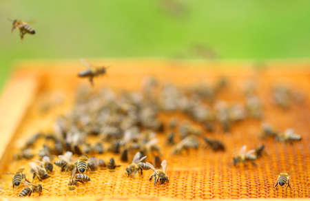 Honey bees on honeycomb cells, close up view