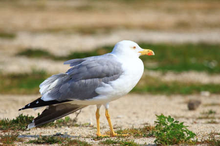 Yellow-legged gull on the coastの写真素材