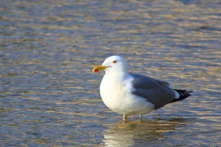 Gull standing in shallow seaの写真素材
