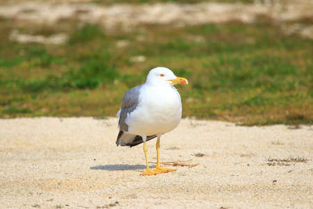 Yellow-legged gull on the coastの写真素材