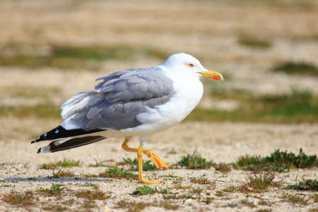 Yellow-legged gull on the coastの写真素材